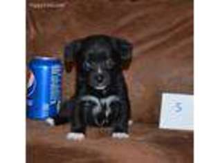 Miniature Australian Shepherd Puppy for sale in Danville, AL, USA