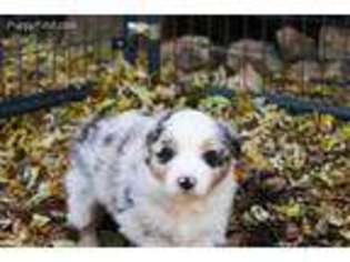 Australian Shepherd Puppy for sale in Woodville, OH, USA