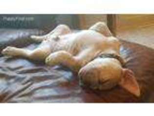 Olde English Bulldogge Puppy for sale in Rockford, MI, USA