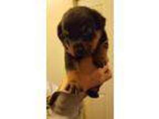 Rottweiler Puppy for sale in East Orange, NJ, USA