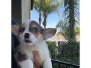 Cardigan Welsh Corgi Puppy for sale in Quail Valley, CA, USA