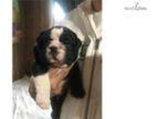 Bulldog Puppy for sale in Boston, MA, USA