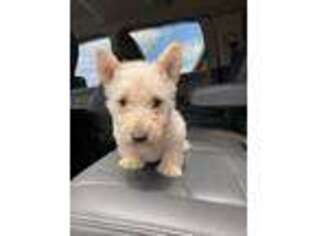 Scottish Terrier Puppy for sale in Pembroke, KY, USA