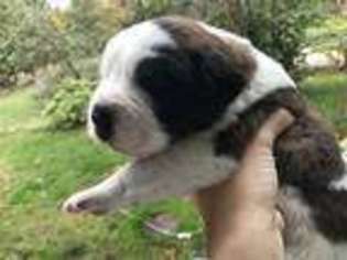 Saint Bernard Puppy for sale in Enumclaw, WA, USA