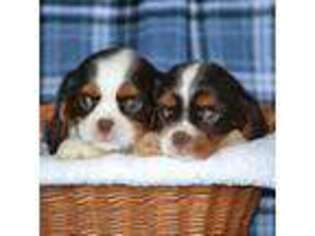 Cavalier King Charles Spaniel Puppy for sale in Kalona, IA, USA