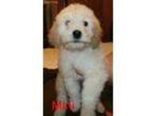 Goldendoodle Puppy for sale in Gasport, NY, USA