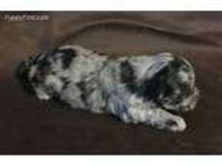 Mutt Puppy for sale in Bell Buckle, TN, USA