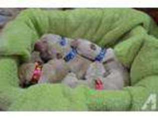 Golden Retriever Puppy for sale in HASLETT, MI, USA