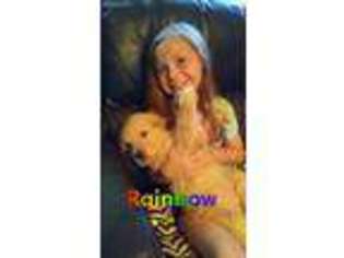Golden Retriever Puppy for sale in Carbondale, PA, USA