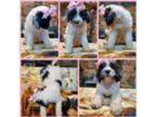 Old English Sheepdog Puppy for sale in Huntington, AR, USA