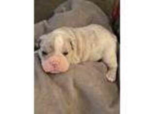 Olde English Bulldogge Puppy for sale in Upland, IN, USA