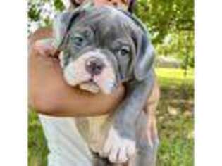 Olde English Bulldogge Puppy for sale in Denton, TX, USA