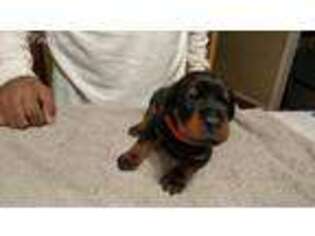 Doberman Pinscher Puppy for sale in Ava, MO, USA