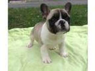 French Bulldog Puppy for sale in New Milford, NJ, USA