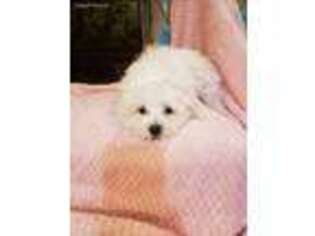 Maltese Puppy for sale in Deland, FL, USA