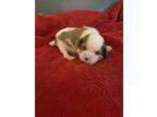 Cavalier King Charles Spaniel Puppy for sale in Carlton, GA, USA