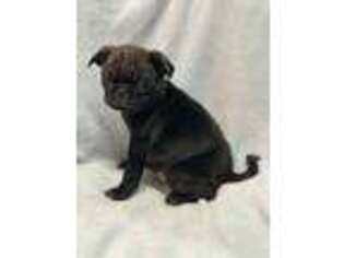Pug Puppy for sale in Bellingham, WA, USA
