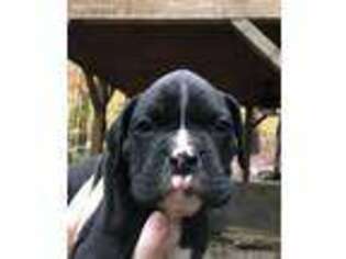 Boxer Puppy for sale in Walhalla, SC, USA