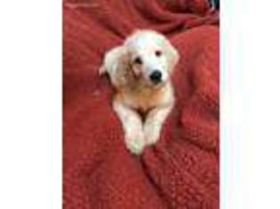 Goldendoodle Puppy for sale in Fox River Grove, IL, USA