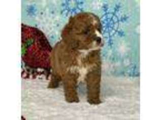 Cavapoo Puppy for sale in Dalton, OH, USA