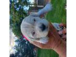Mutt Puppy for sale in Columbus, NE, USA