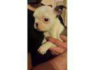 French Bulldog Puppy for sale in Canaseraga, NY, USA
