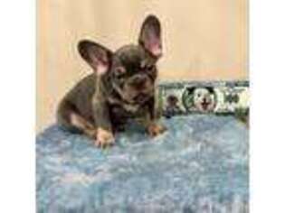 French Bulldog Puppy for sale in Babylon, NY, USA