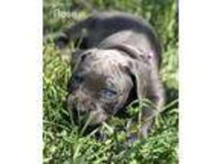 Cane Corso Puppy for sale in Boise, ID, USA