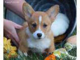 Pembroke Welsh Corgi Puppy for sale in Winesburg, OH, USA