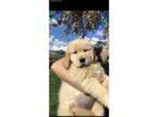 Golden Retriever Puppy for sale in Springville, CA, USA