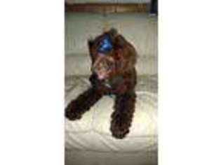 Mutt Puppy for sale in Blanchester, OH, USA