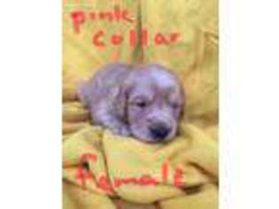 Golden Retriever Puppy for sale in Roan Mountain, TN, USA