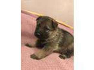 German Shepherd Dog Puppy for sale in Story City, IA, USA