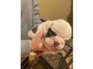 Bulldog Puppy for sale in Magnolia, AR, USA