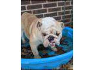 Bulldog Puppy for sale in Thayer, MO, USA