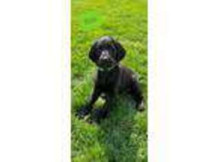 Labradoodle Puppy for sale in Shelley, ID, USA