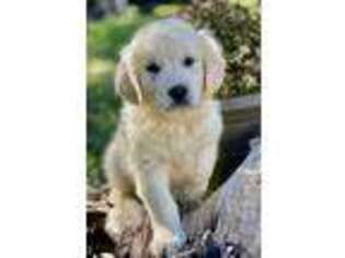 Golden Retriever Puppy for sale in Waco, TX, USA