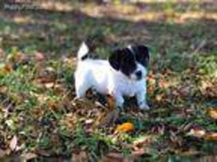 Jack Russell Terrier Puppy for sale in Ocala, FL, USA