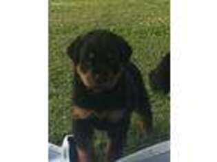 Rottweiler Puppy for sale in Queenstown, MD, USA