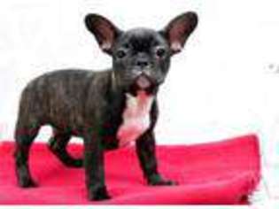 French Bulldog Puppy for sale in ASHLAND, MA, USA