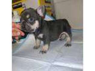 French Bulldog Puppy for sale in Virginia Beach, VA, USA