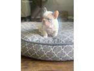 French Bulldog Puppy for sale in Bloomingdale, IL, USA