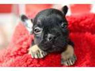 French Bulldog Puppy for sale in Prattville, AL, USA