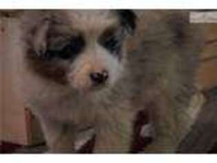 Australian Shepherd Puppy for sale in Harrisburg, PA, USA