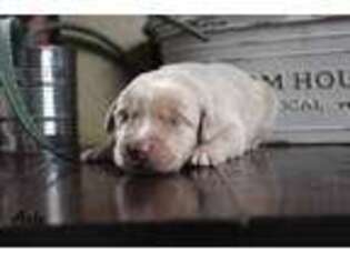 Labrador Retriever Puppy for sale in Berne, IN, USA
