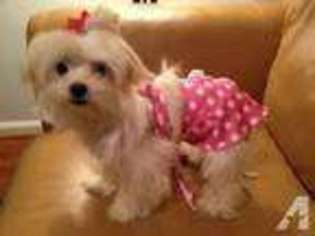 Maltese Puppy for sale in ROCKVILLE, MD, USA