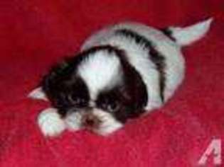 Mutt Puppy for sale in OLDSMAR, FL, USA