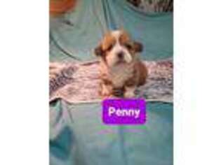 Pembroke Welsh Corgi Puppy for sale in Kennewick, WA, USA