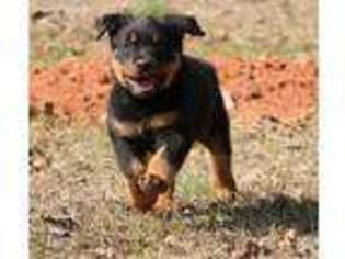 Rottweiler Puppy for sale in Westminster, SC, USA