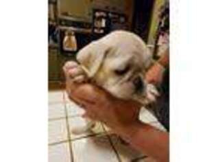 Puggle Puppy for sale in Attica, OH, USA